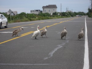 Why did the swans cross the road?