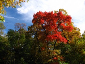 Red Tree in Central Park- original photograph
