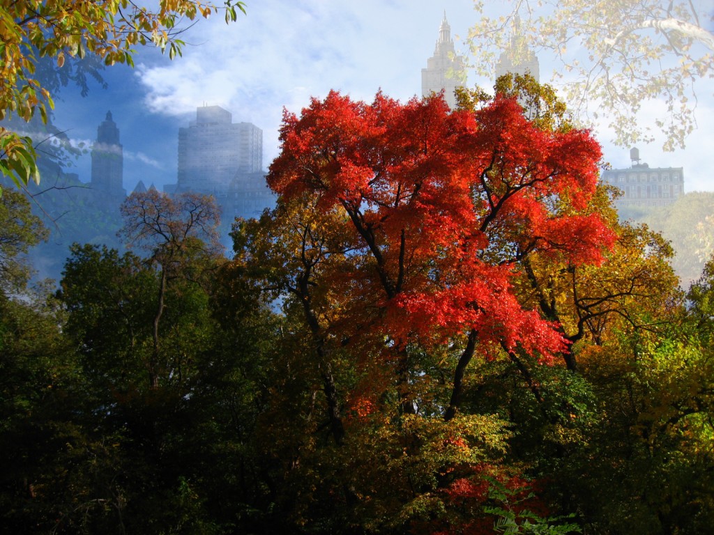 Red Tree in Central Park