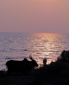 silhouette of a Goan cow overlooking the water at sunset