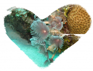 Ocean Valentine Bouquet