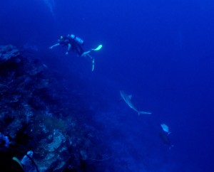 Shark and Diver beneath the sea