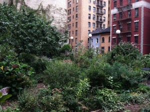 The Lotus Garden, a community on west 97th Street in NYC