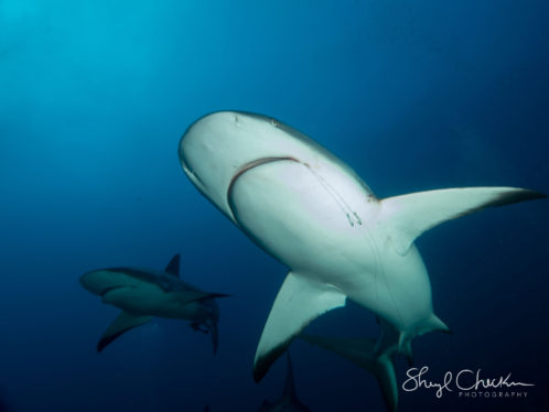 Reef shark with fish hook photo wins first place in Conservation category in Roatan Underwater Photo Fest 2019